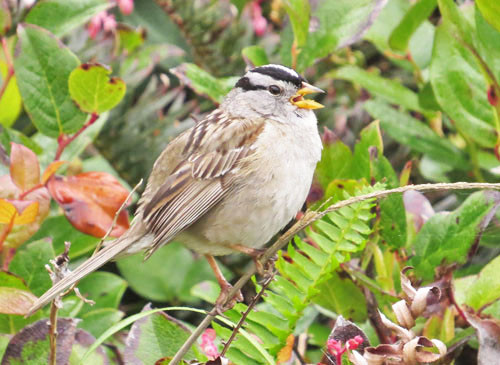 The &lt;i&gt;pugetensis&lt;/i&gt; subspecies of White-crowned Sparrow is at home year round in western Oregon.

