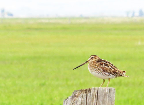 Near Malheur National Wildlife Refuge in eastern Oregon, a Wilson&rsquo;s Snipe stakes out its territory from a roadside fence post.
