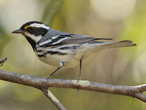 Black-throated Gray Warbler is a common winter bird in southern Baja California.
