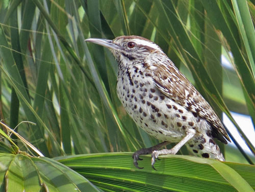 The Cactus Wrens of the Cape Region look quite different from birds of the SW United States.