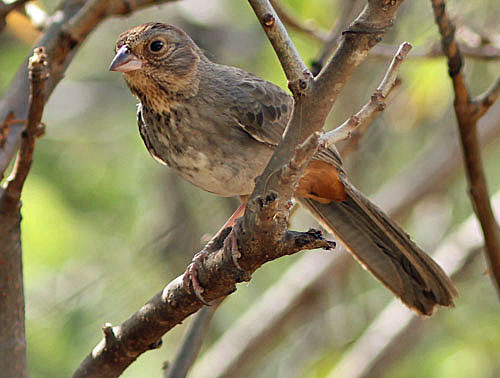 The subspecies of California Towhee in Baja California Sur is more heavily marked.