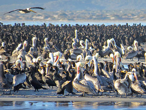 Our morning of Bahia Magdalena isn&rsquo;t just for whales &ndash; enormous numbers of cormorants and pelicans also call this home.