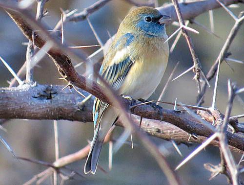 A male Lazuli Bunting begins to show his spring colors in the late winter.