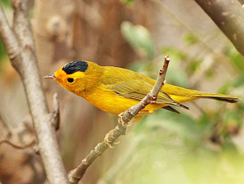 A common winter bird in Baja California is the Wilson&rsquo;s Warbler of the western subspecies showing a rich cadmium forehead and lores.