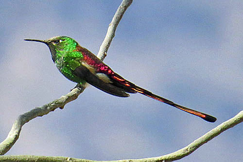 The stunning Red-tailed Comet is reason alone to come to Bolivia.