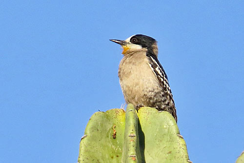 The White-fronted Woodpecker, found in central Bolivia&rsquo;s Valle Zone, has the appropriate scientific name Melanerpes cactorum.
