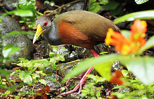 The Gray-cowled Wood-Rail in Costa Rica is found only in the southern Pacific lowlands such as at Bosque del Rio Tigre Lodge.
