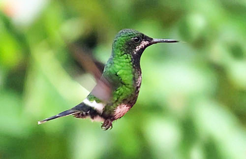 A female Green Thorntail, one of about 35 species of hummingbirds we are likely to see. 