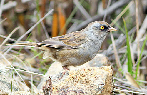 One of the most range-restricted birds in the Talamanca Highlands is the Volcano Junco.
Photo: Rich Hoyer