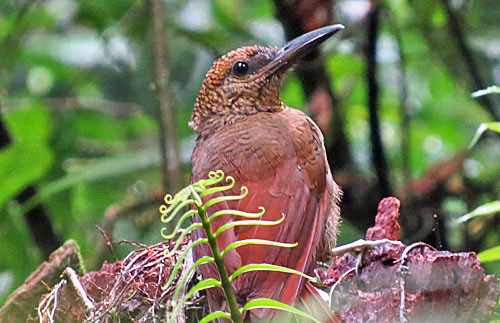 Northern Barred-Woodcreeper is most easily found attending a swarm of army ants in the rain forest.

