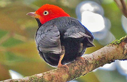 Red-capped Manakins are often at fruiting trees but sometimes can also be found doing their famous moonwalk displays.
