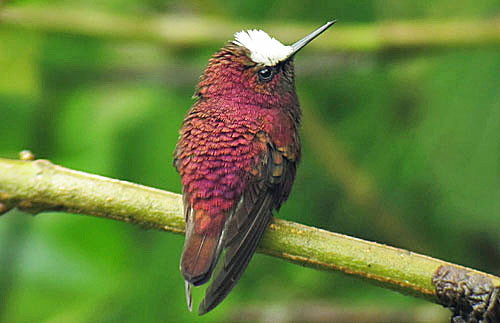 The utterly adorable Snowcap is one of the specialties of Rancho Naturalista.
