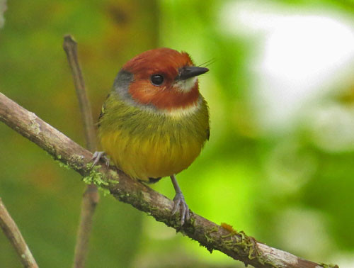 The adorable Johnson's Tody-Flycatcher is one of the most attractive and range-restricted specialties in this region of Peru.
