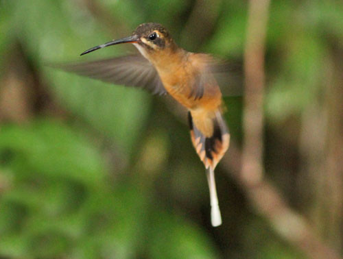 The scarce Koepcke&rsquo;s Hermit is regular at one of the hummingbird feeding stations we visit.
