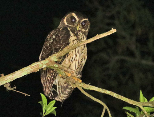 A Mottled Owl on our Tarapoto hotel grounds was a big surprise one year.
