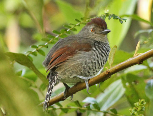 An isolated population of the Rufous-capped Antshrike occurs in areas of stunted scrub in the upper elevation cloud forest.
