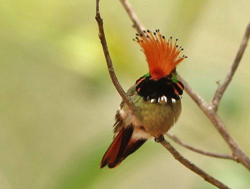 A male Rufous-crested Coquette is always one of the most astonishing sights at the Moyobamba feeders.
Photo: Rich Hoyer