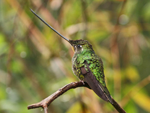 The improbable Sword-billed Hummingbird only recently began visiting the feeders at the Owlet Lodge.

