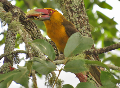 We have a good chance of seeing Saffron Toucanet at our Itatiaia Hotel.
