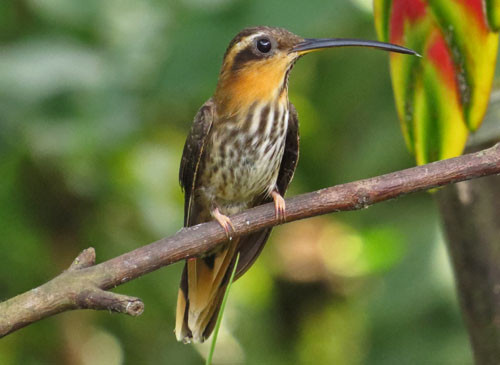 The unusual Saw-billed Hermit is endemic to Southeastern Brazil.
