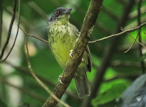 The distinctive Spot-breasted Antvireo likes to join mixed understory flocks.
