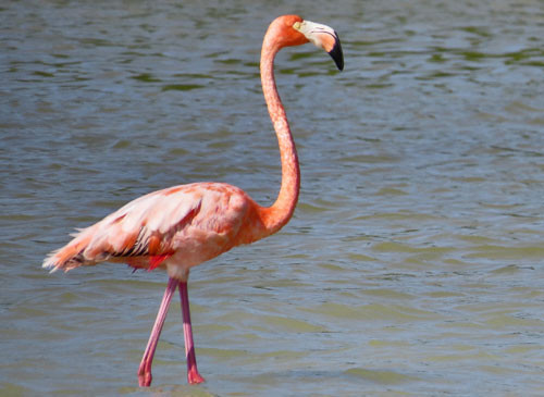 Large populations of American Flamingo live in the Yucatan Peninsula, and we take a boat ride to get close views.
