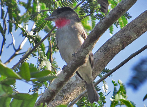 We usually spot the lovely Rose-throated Becard on several days of the tour.
