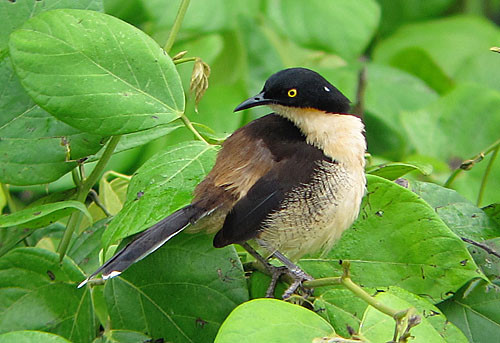 Black-capped Donacobius is something like a cross between a mockingbird and a wren and is now placed in its own family.