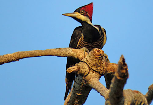 Crimson-crested Woodpecker is a common inhabitant of the forest islands in the Beni savanna.