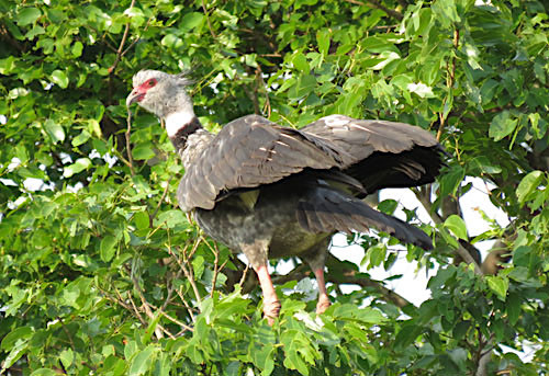 The bizarre goose relative Southern Screamer is a frequent background sound at the Barba Azul Nature Reserve.