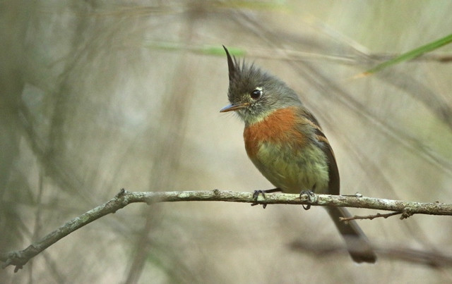 The sneaky Belted Flycatcher is one of our main targets in the bamboo-choked forests at El Sumidero.Photo: Luke Seitz