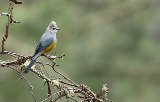 The elegant Gray Silky is delightfully common in a variety of habitats in Mexico, and we should enjoy good views on multiple days of the tour.