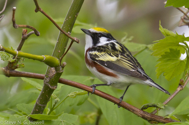 Chestnut-sided Warbler is one of about 35 species of warblers we may encounter on this tour.