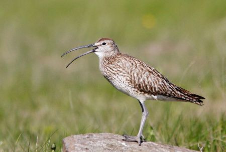 ...among the more numerous local birds, including Whimbrels of the european race &lt;em&gt;phaeopus&lt;/em&gt;. 