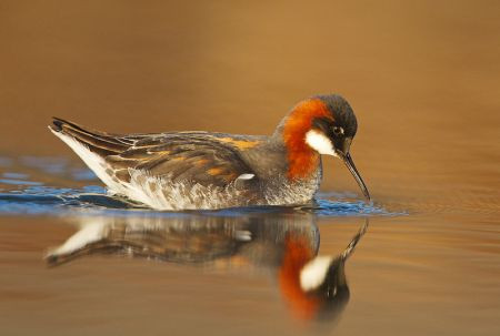 ...only to be distracted by Red-necked Phalaropes which are omni-present around the country.