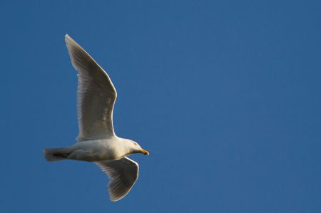 ...while the local Glaucous Gulls fly along the cliffs.