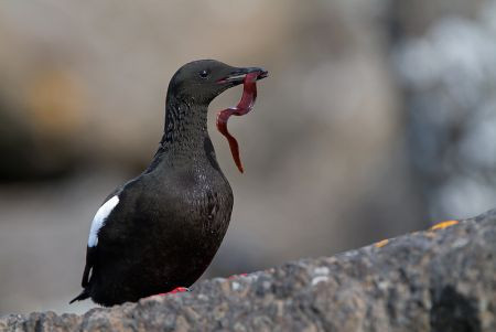 ...while the Black Guillemots bring butterfish to their young.