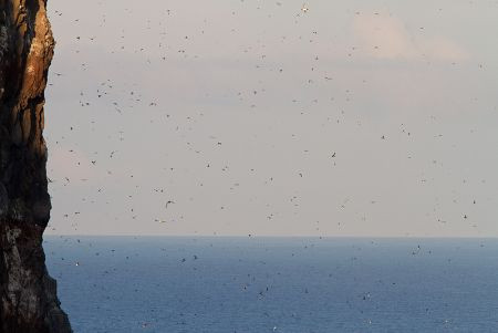 ...while the air is filled with the sound and smell of thousands of seabirds.