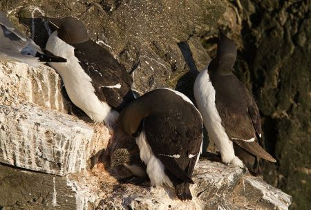 Thick-billed Murres will provide us with good views, sometimes with their young...