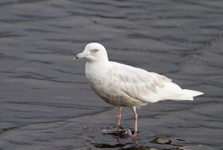 Careful scanning of flocks of gulls in towns and near harbours may reveal one of a very few summering Iceland Gulls of the nominate race &lt;em&gt;glaucoides&lt;/em&gt;...