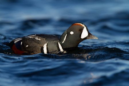 ...and rivers or their estuaries will entertain us in the form of a colorful Harlequin Duck. 