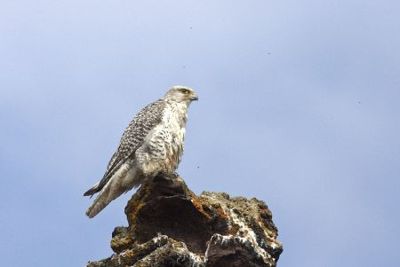...but the Gyr Falcon will be especially looked for around the lake. (jl)