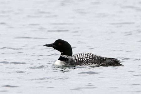 One should not forget the brilliant looking Common Loon that usually poses for us... 