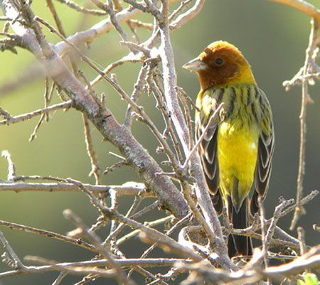 ...where almost every bush holds a singing Red-headed Bunting.