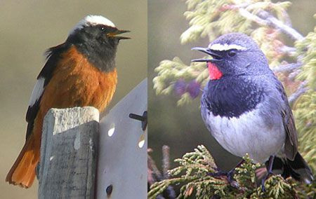 ...especially with birds like G&uuml;ldenstadt&rsquo;s Redstart and Himalayan Rubythroat to look at.