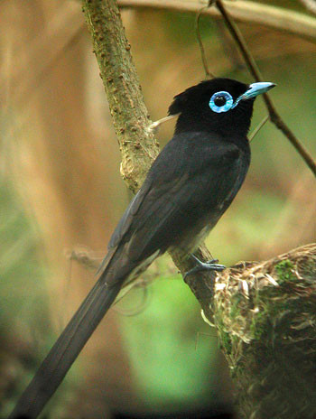 Lanyu Island holds small numbers of Japanese Paradise-flycatchers.