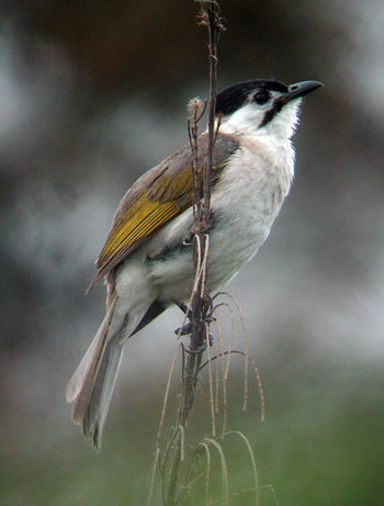 Styan's Bulbul, the most threatened of Taiwan's endemics, is still easily seen in the south.