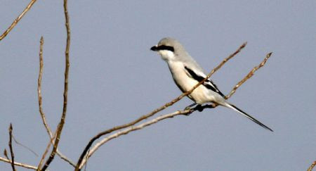 ...but there are other wintering birds as well, sometimes including the ghostly Chinese Grey Shrike...
