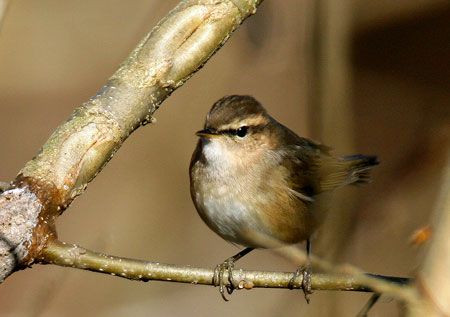 ...and perhaps a wintering Dusky Warbler or two.
