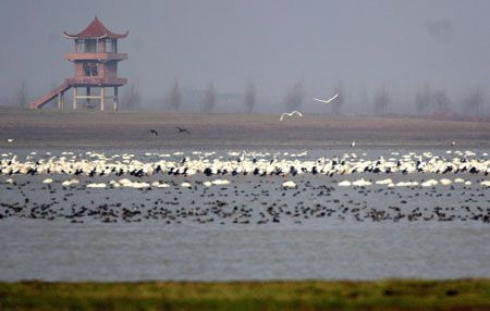 Our main destination is a lake packed full of wintering storks, spoonbills, swans, geese and ducks.